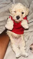 Coffee , a male Maltipoo and Poodle - Toy  for sale in Crawfordville, FL – 1 of 1