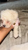 Cream, a female Maltipoo and Poodle - Toy  for sale in Crawfordville, FL – 1 of 1