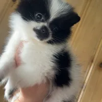 Fetty, a male Pomeranian for sale in Parlier, CA – Photo 7 of 8