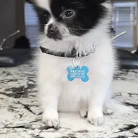 Fetty, a male Pomeranian for sale in Parlier, CA – Photo 3 of 8