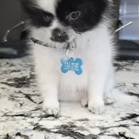 Fetty, a male Pomeranian for sale in Parlier, CA – Photo 5 of 8