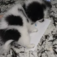 Fetty, a male Pomeranian for sale in Parlier, CA – Photo 6 of 8