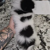 Fetty, a male Pomeranian for sale in Parlier, CA – Photo 8 of 8