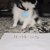 Fetty, a male Pomeranian for sale in Parlier, CA – Photo 4 of 8