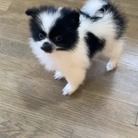 Fetty, a male Pomeranian for sale in Parlier, CA – Photo 1 of 8