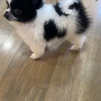 Fetty, a male Pomeranian for sale in Parlier, CA – Photo 2 of 8