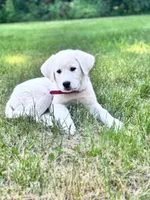 Woodstock, a female Akbash and Great Pyrenees for sale in Capron, IL – 2 of 3