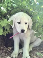 Charlie, a female Akbash and Great Pyrenees for sale in Capron, IL – 2 of 2
