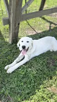 Pepper, a female Akbash and Great Pyrenees for sale in Capron, IL – 1 of 1