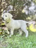 Franklin, a male Akbash and Great Pyrenees for sale in Capron, IL – 3 of 3