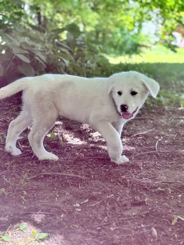 Linus – Akbash, Great Pyrenees puppy for sale in Capron, IL