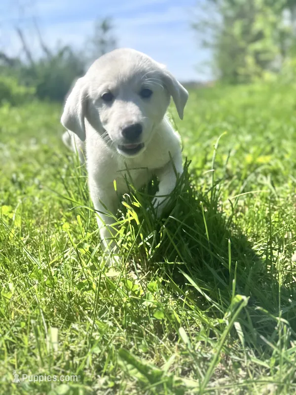 Peanut 🩷 – Akbash, Great Pyrenees puppy for sale in Capron, IL