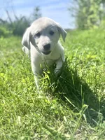 Peanut 🩷, a female Akbash and Great Pyrenees for sale in Capron, IL – 1 of 1