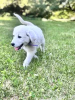 Peppermint Patty, a female Akbash and Great Pyrenees for sale in Capron, IL – 3 of 3