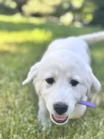 Peppermint Patty, a female Akbash and Great Pyrenees for sale in Capron, IL – 2 of 3