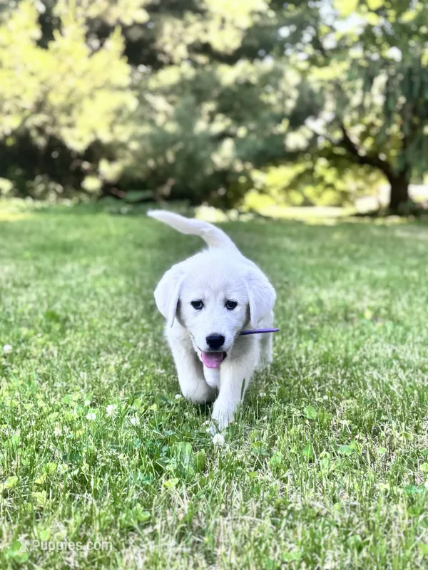 Peppermint Patty – Akbash, Great Pyrenees puppy for sale in Capron, IL