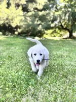 Peppermint Patty, a female Akbash and Great Pyrenees for sale in Capron, IL – 1 of 3