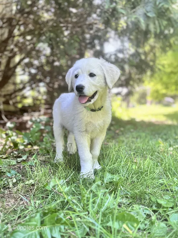 Franklin – Akbash, Great Pyrenees puppy for sale in Capron, IL