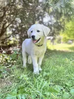 Franklin, a male Akbash and Great Pyrenees for sale in Capron, IL – 1 of 3