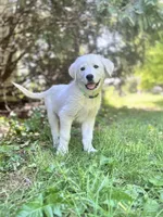 Franklin, a male Akbash and Great Pyrenees for sale in Capron, IL – 2 of 3