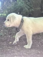 Linus, a male Akbash and Great Pyrenees for sale in Capron, IL – 2 of 3