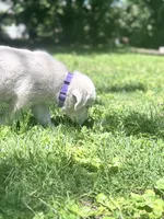 Sally, a female Akbash and Great Pyrenees for sale in Capron, IL – 2 of 2
