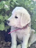 Charlie, a female Akbash and Great Pyrenees for sale in Capron, IL – 1 of 2