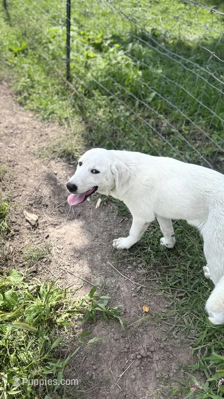 Patty – Great Pyrenees puppy for sale in Capron, IL