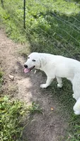 Patty, a female Great Pyrenees for sale in Capron, IL – 1 of 1