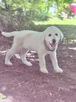 Linus, a male Akbash and Great Pyrenees for sale in Capron, IL – 3 of 3