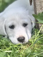 Snoopy, a male Akbash and Great Pyrenees for sale in Capron, IL – 2 of 2