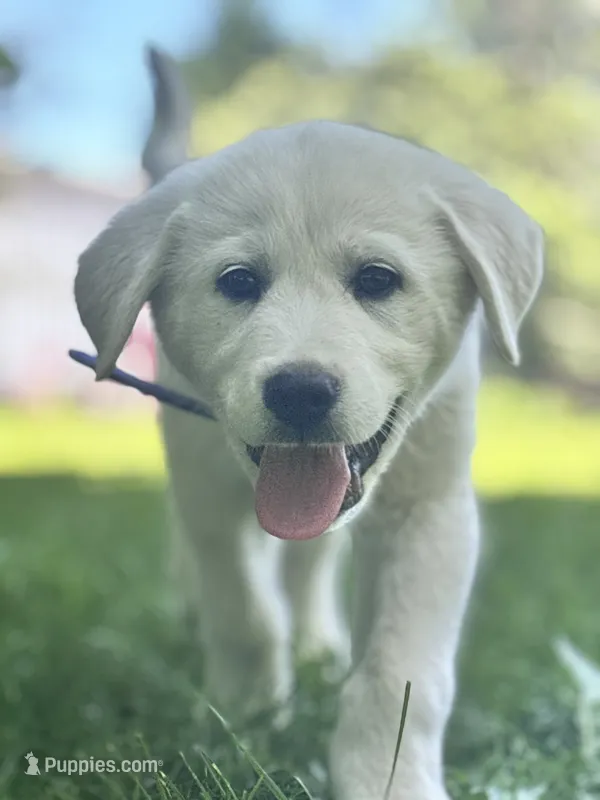 Schroeder – Akbash, Great Pyrenees puppy for sale in Capron, IL