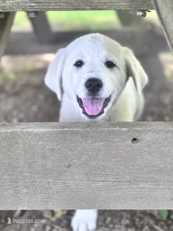 Charlie – Akbash, Great Pyrenees puppy for sale in Capron, IL