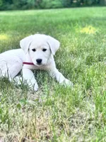 Woodstock, a female Akbash and Great Pyrenees for sale in Capron, IL – 3 of 3