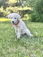 Marcie, a female Akbash and Great Pyrenees for sale in Capron, IL – 2 of 2