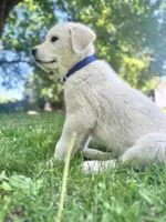 Schroeder, a male Akbash and Great Pyrenees for sale in Capron, IL – 2 of 2
