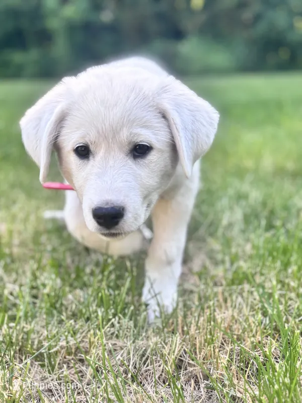 Frankie – Akbash, Great Pyrenees puppy for sale in Capron, IL