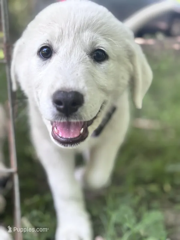 Sally – Akbash, Great Pyrenees puppy for sale in Capron, IL