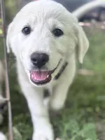 Sally, a female Akbash and Great Pyrenees for sale in Capron, IL – 1 of 2