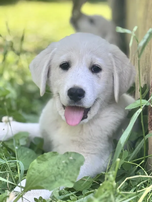 Snoopy – Akbash, Great Pyrenees puppy for sale in Capron, IL