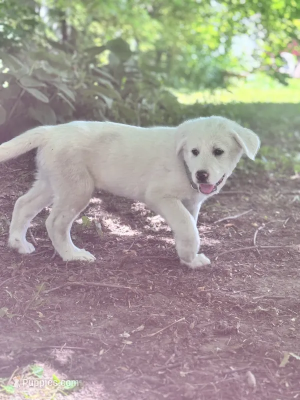 Linus – Akbash, Great Pyrenees puppy for sale in Capron, IL