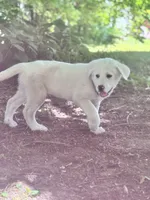 Linus, a male Akbash and Great Pyrenees for sale in Capron, IL – 1 of 3