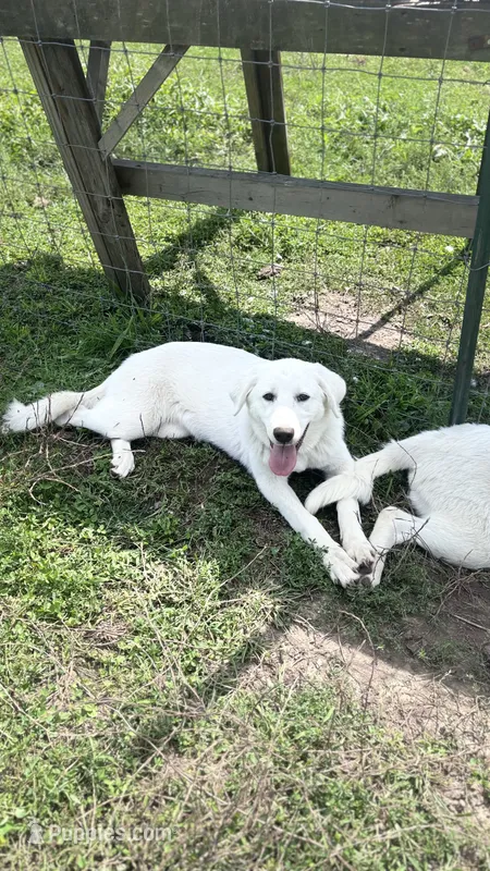 Franklin – Akbash, Great Pyrenees puppy for sale in Capron, IL
