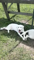 Franklin, a male Akbash and Great Pyrenees for sale in Capron, IL – 1 of 1