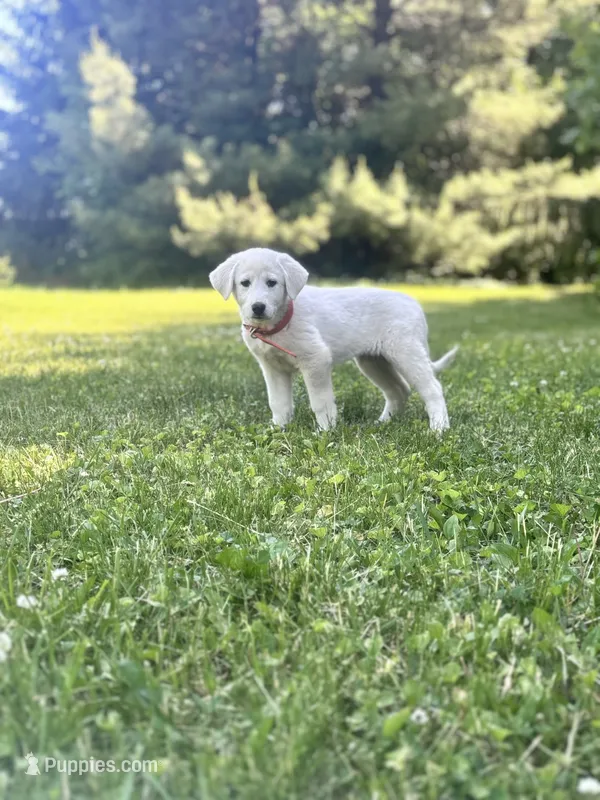 Marcie – Akbash, Great Pyrenees puppy for sale in Capron, IL