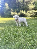 Marcie, a female Akbash and Great Pyrenees for sale in Capron, IL – 1 of 2