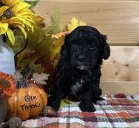 Belle, a male Bichon Frise and Cavapoo for sale in Morris Chapel, TN – 6 of 10