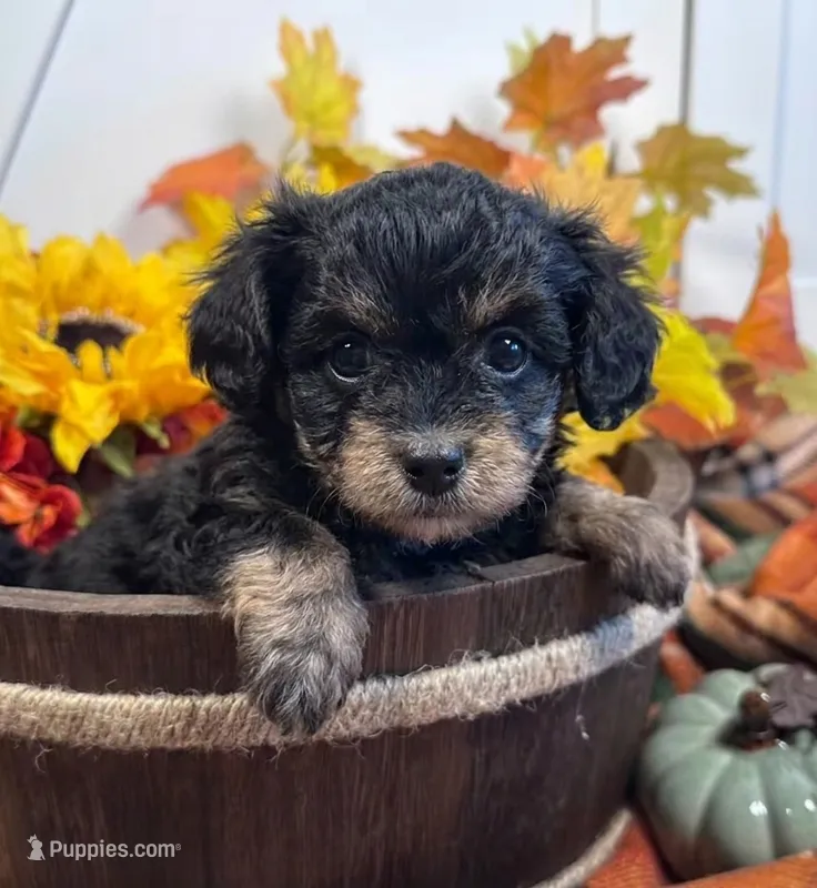 Dixie – Bichon Frise, Cavapoo puppy for sale in Morris Chapel, TN