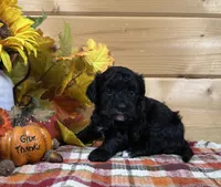 Belle, a male Bichon Frise and Cavapoo for sale in Morris Chapel, TN – 2 of 10