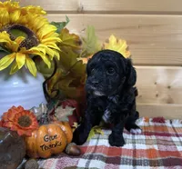 Belle, a male Bichon Frise and Cavapoo for sale in Morris Chapel, TN – 3 of 10